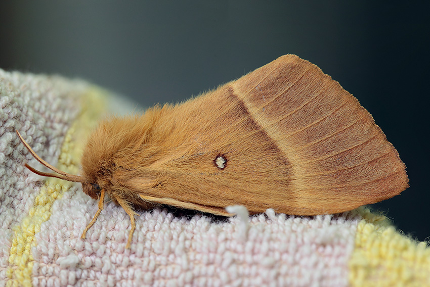 Lasiocampa quercus